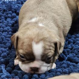 Pup4 is girl 2 - Red female Boston Terrier puppy in Versailles, Indiana from Benhams Bostons