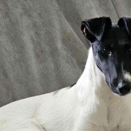 Smooth Fox Terriers from Maxim Smooth Fox Terriers