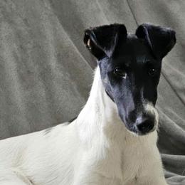 Smooth Fox Terriers from Maxim Smooth Fox Terriers