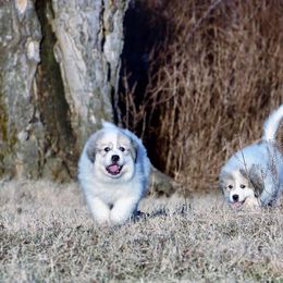 Great Pyrenees and Leonberger Puppies from Easter Acres