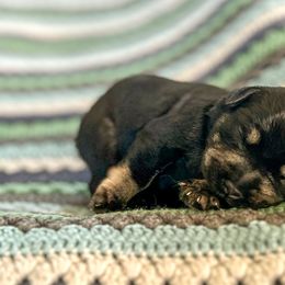 Boy 3 - Black and silver Miniature Schnauzer puppy in Woodburn, Kentucky from Southern Kentucky Schnauzers