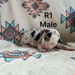 R1 - Blue merle male Border Collie puppy in Milton, Pennsylvania from C&C Border Collies