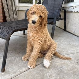 Iris - Cream female Goldendoodle puppy in La Verne, California from Marshall Goldendoodles
