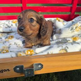 Shaded red LH - Sable male Dachshund puppy in Manteca, California from Sweet and Low Dachshunds