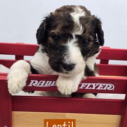 Lentil - Tri-color male Bernedoodle puppy in Neillsville, Wisconsin from Granton Creek