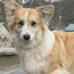 Foxy - Pembroke Welsh Corgi