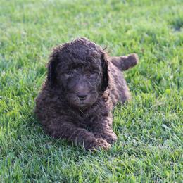 Poodle Puppies from RK'S Pets