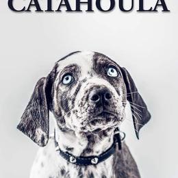 Catahoula Leopard Dogs from Hungry Valley Catahoulas