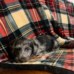 Samantha - Parti female Yorkshire Terrier puppy in Providence, Rhode Island from E&A Pets LLC