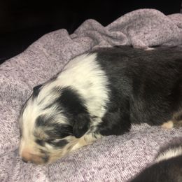 Australian Shepherd Puppies from Powell’s Australian Shepherds