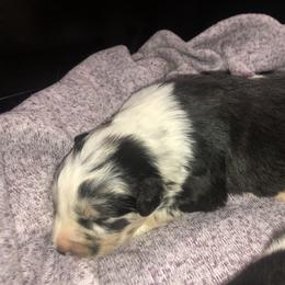Australian Shepherd Puppies from Powell’s Australian Shepherds
