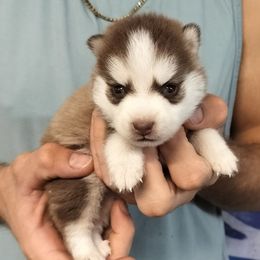Atlas - Black and white male Pomsky puppy in Spring Hill, Florida from PDQ Pomskies