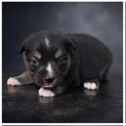 Boy black Tri 2 - Black tri male Miniature Australian Shepherd puppy in Danville, Alabama from A&L Farms