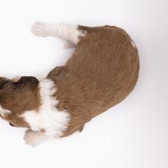 Bernedoodle, Saint Berdoodle, and Sheepadoodle Puppies from Yankee Doodle Puppies