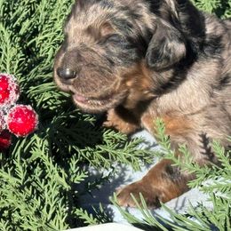 Rue - Merle female Bernedoodle puppy in Wilkesboro, North Carolina from Bernedoodle Love Puppies