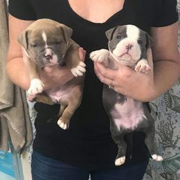 American Bully Puppies from Bolt Action Kennel