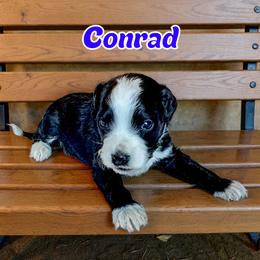 Conrad - male Golden Mountain Doodle puppy in Banner Elk, North Carolina from Walnut Tree Bernedoodles