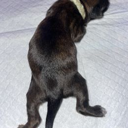 Navya - Brindle female Shih Tzu puppy in Pleasant Shade, Tennessee from Kuntry Tyme Shih Tzus