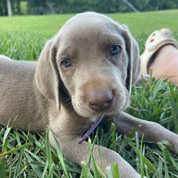 Jane - Silver gray female Weimaraner puppy in Granite Falls, North Carolina from Pups and Pastures- Weimaraners