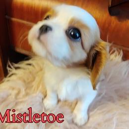 Mistletoe - Blenheim female Cavalier King Charles Spaniel puppy in Rockville, Maryland from Skais the Limit Cavaliers