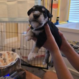 Mugsy - Black and silver male Miniature Schnauzer puppy in Winter Haven, Florida from The Blue Eyed Schnauzer