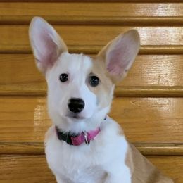 Maddie - Pembroke Welsh Corgi