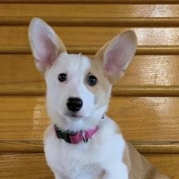 Maddie - Pembroke Welsh Corgi