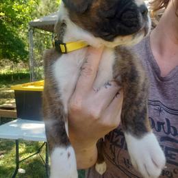 Boxer Puppies from SmashBox Kennel