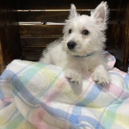 Mr Blue - White male West Highland White Terrier puppy in Blue Hill, Nebraska from BlueBelle's Canine Companions