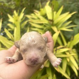 Macho - Apricot male Maltipoo puppy in Oklahoma City, Oklahoma from Red Okie Poos