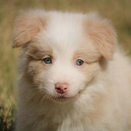 Border Collie Puppies from Effervescent Border Collies