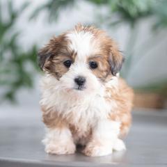 Maltipoo, Shichon, and Shihpoo Puppies from Timbercreek Puppies
