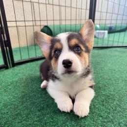 Bettie - White and black female Pembroke Welsh Corgi puppy in Riverside, California from Chases Dream Kennel
