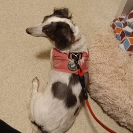 Malishka - Dachshund