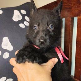 Dark Pink - Black female German Shepherd puppy in Holden, Missouri from Shiloh's Shepherds & Ridgebacks