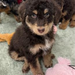 Tennessee - Red tri-color female Aussiedoodle puppy in Heber City, Utah from Junipersdoodles