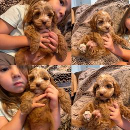 Boy 4 - Red male Cockapoo puppy in Birdsboro, Pennsylvania from Cooper Family Cockapoos