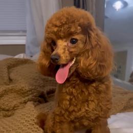 Canela - Poodle