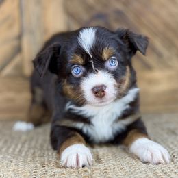 RTF - Red tri female Miniature Australian Shepherd puppy in Prague, Oklahoma from Classic K9’s  Aussies & Doodles