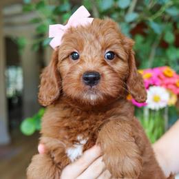 Minnow - Red  female Goldendoodle puppy in Salado, Texas from Red Ranch Dogs
