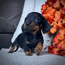 Dachshund Puppies from Royal Bloodline Canines