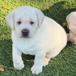Porter - Champagne male Dilute Retriever puppy in Orangevale, California from NorCal Silver & Coal Labradors