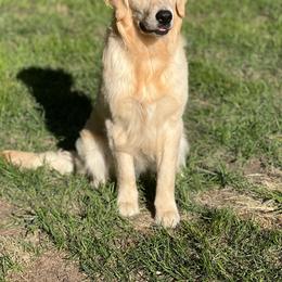 Ellie - Golden Retriever