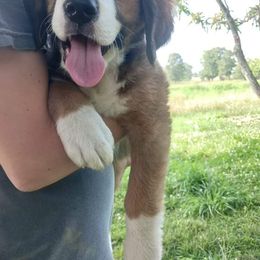 Companion Cross and Saint Bernard Puppies from Coleman Saint Bernards of Ohio