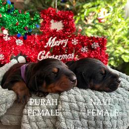 Doberman Pinscher Puppies from Sky’s Dobermans