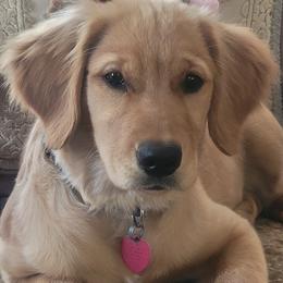 Golden Retriever All Grown Up from Bear Ridge Kennels