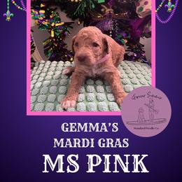 Girl 4 - Apricot female Poodle puppy in Ocean Springs, Mississippi from Forever Summer Standard Poodles