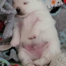 Pomeranian Puppies from Paradise Point Pomeranians