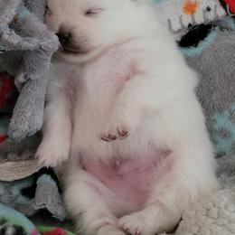 Pomeranian Puppies from Paradise Point Pomeranians