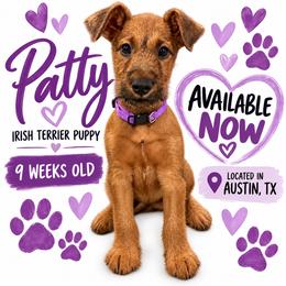 Girl 3 - Red female Irish Terrier puppy in Austin, Texas from ATX Irish Terriers